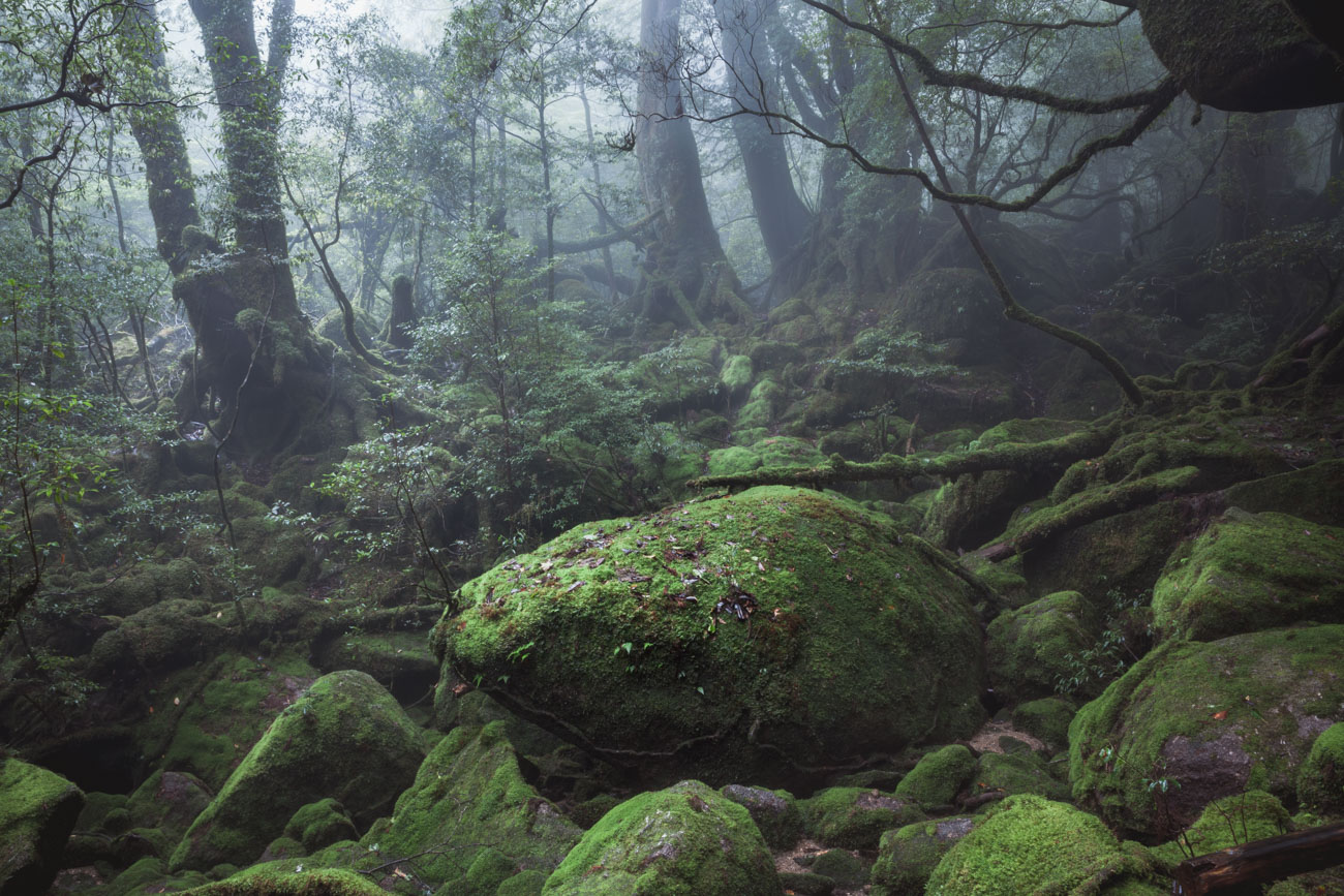 Wyspa Yakushima